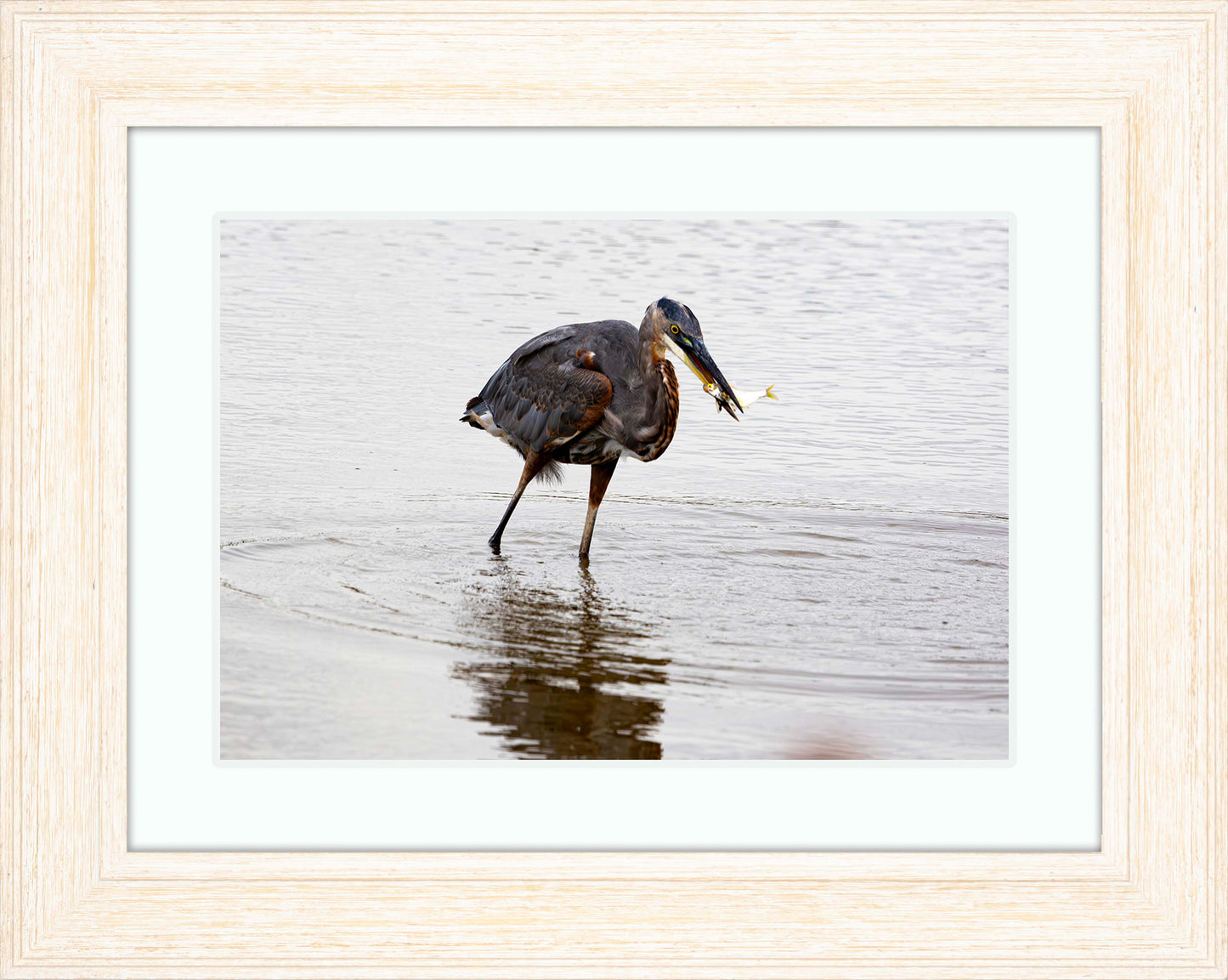 Small Catch at Blackwater -- Digital Print