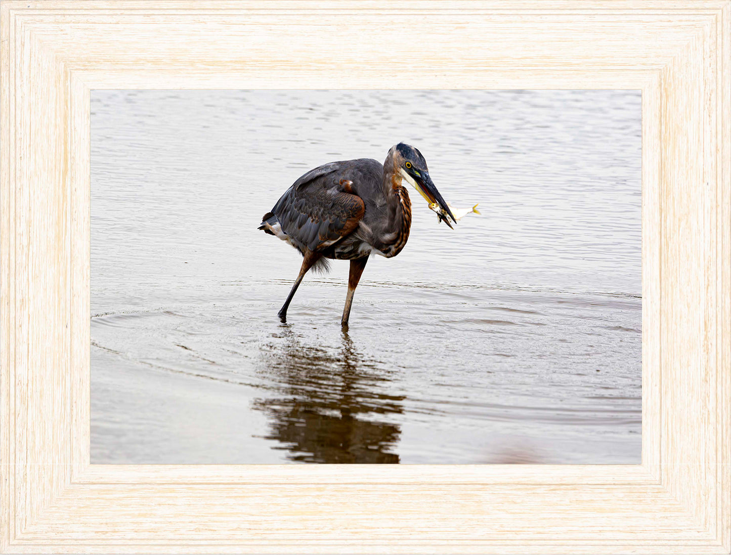 Small Catch at Blackwater -- Digital Print