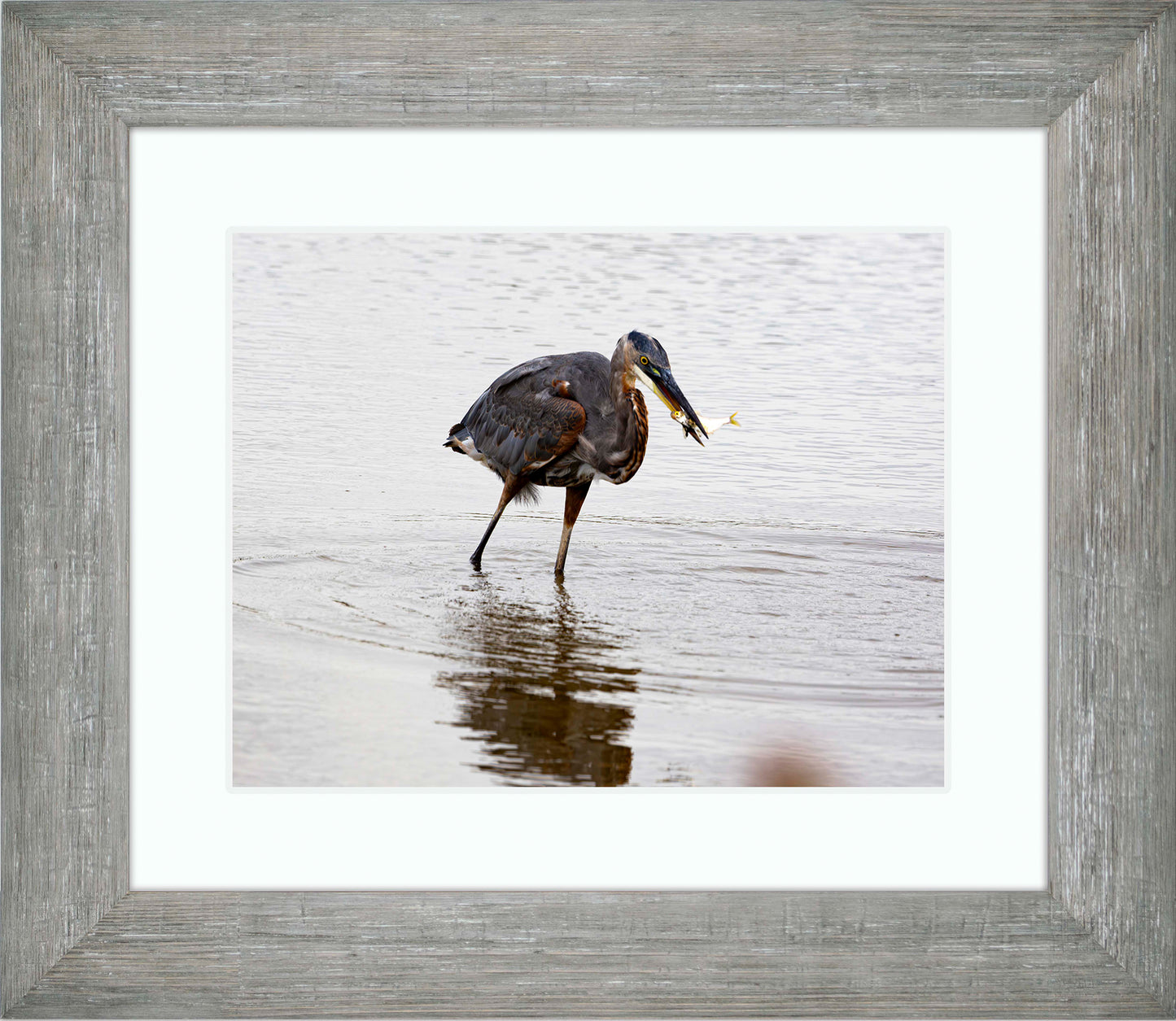 Small Catch at Blackwater -- Digital Print