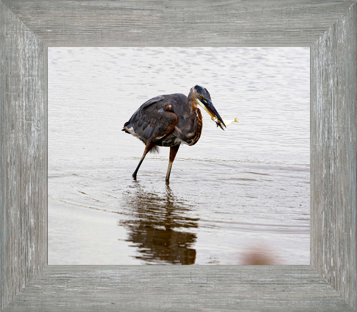 Small Catch at Blackwater -- Digital Print