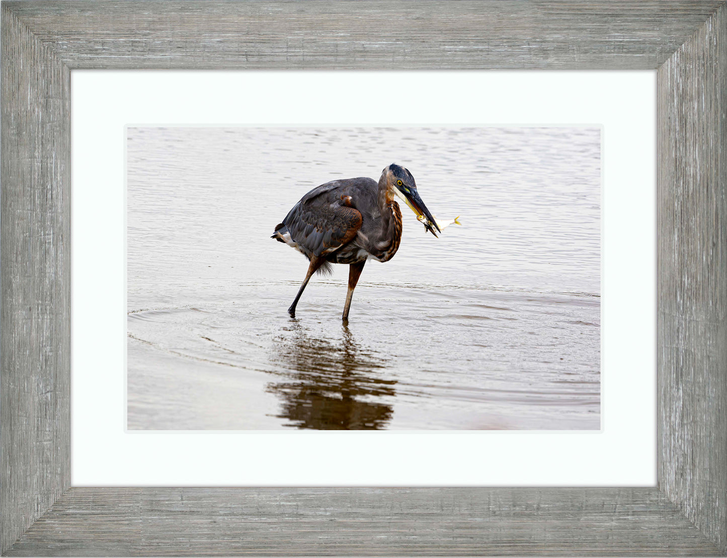 Small Catch at Blackwater -- Digital Print