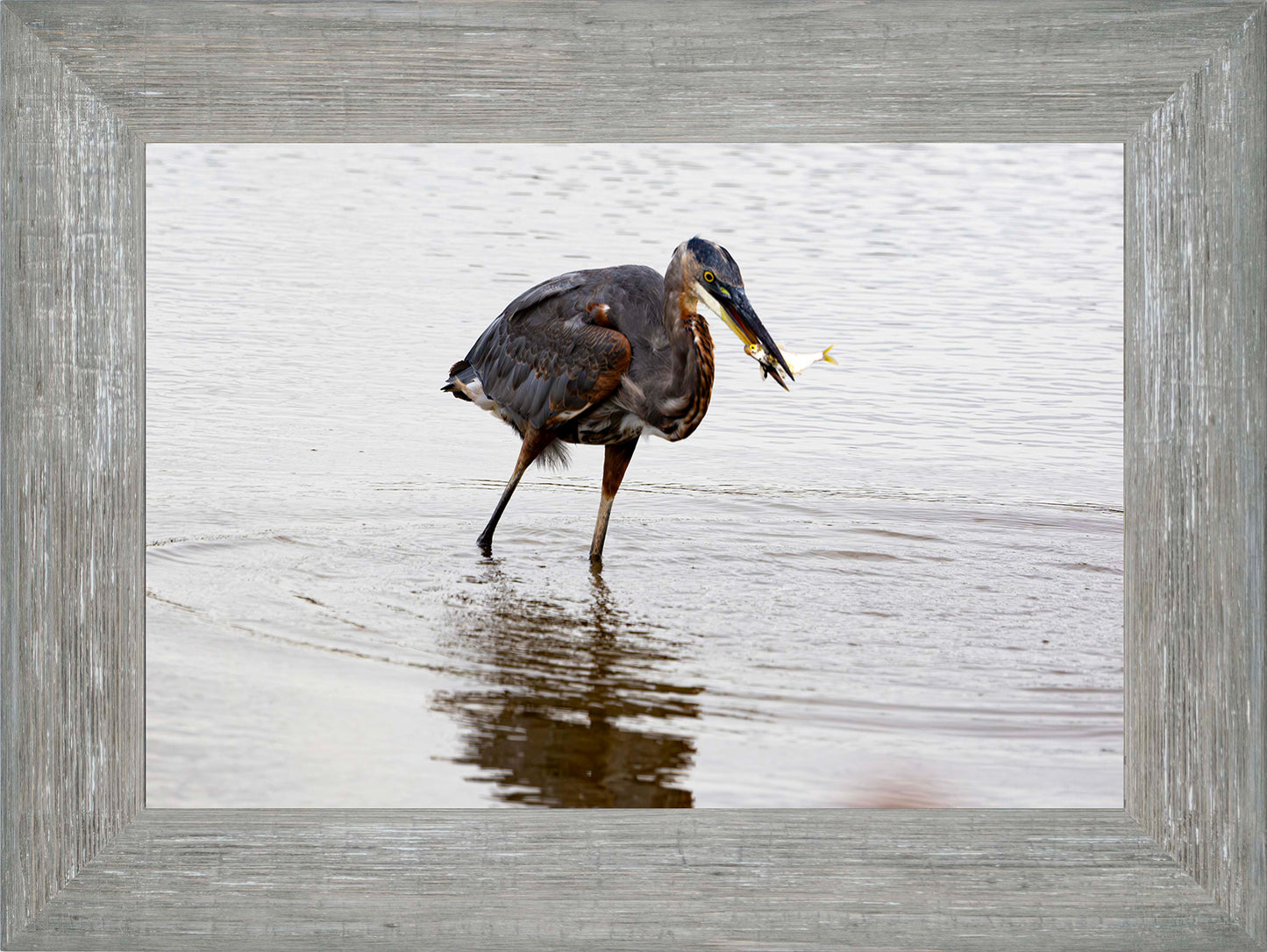 Small Catch at Blackwater -- Digital Print
