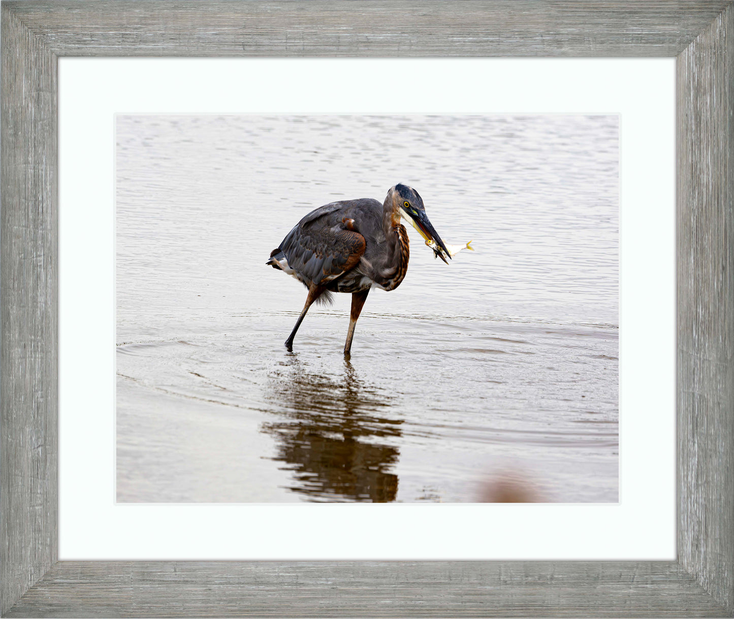 Small Catch at Blackwater -- Digital Print