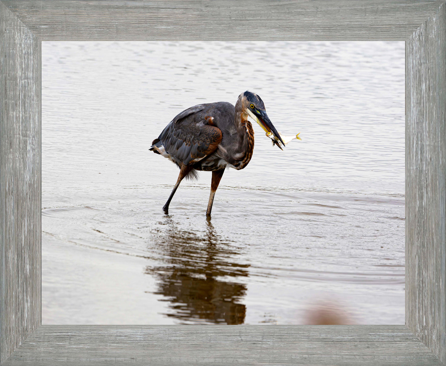 Small Catch at Blackwater -- Digital Print