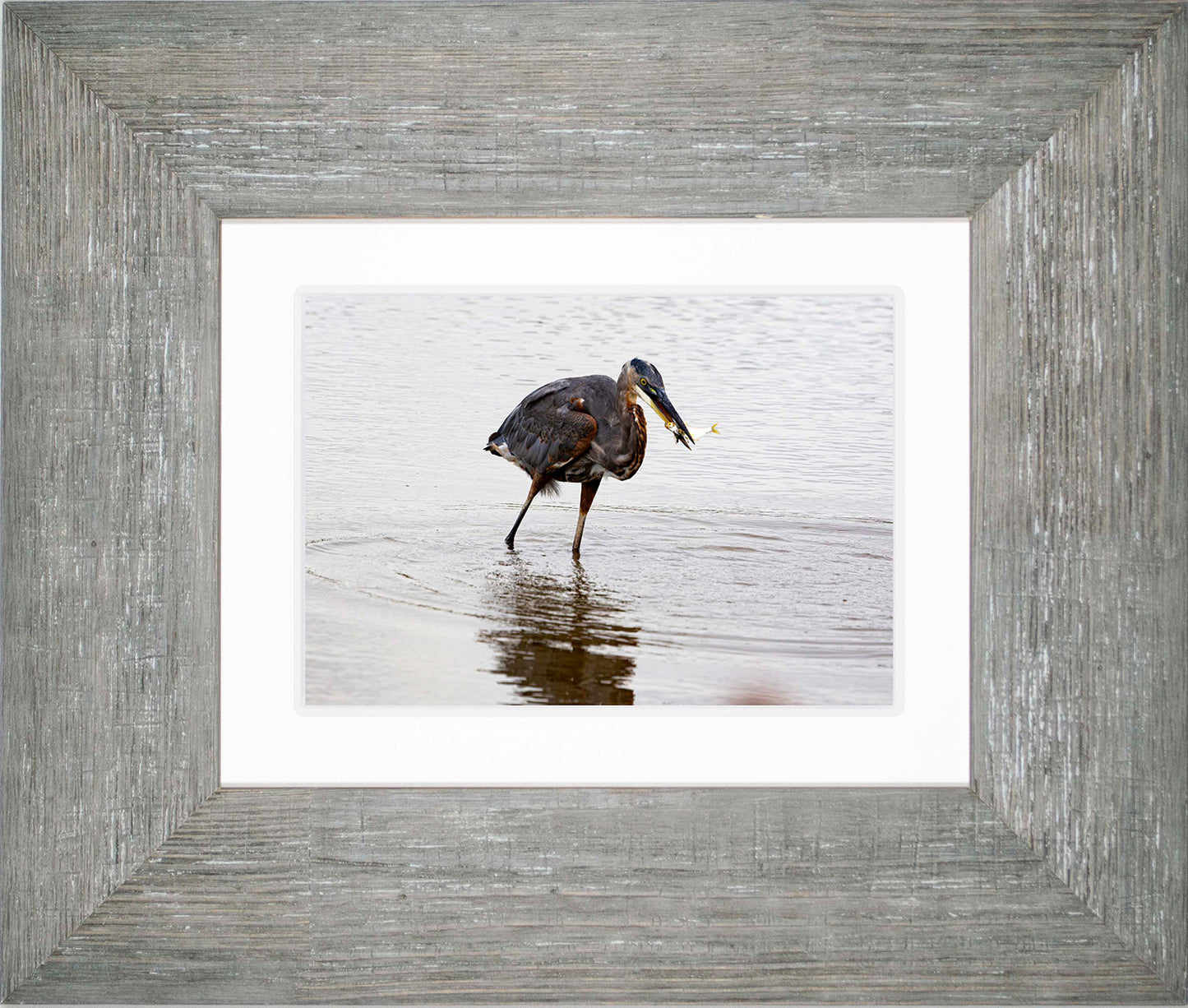 Small Catch at Blackwater -- Digital Print