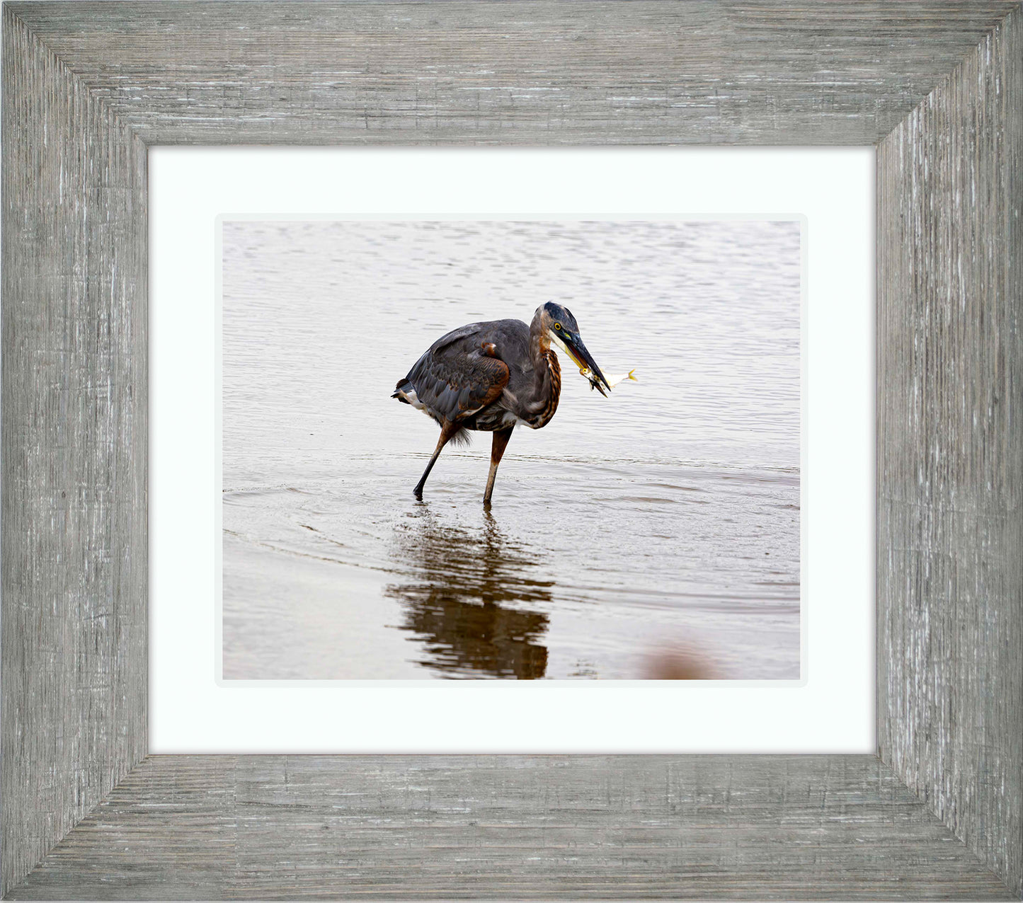 Small Catch at Blackwater -- Digital Print