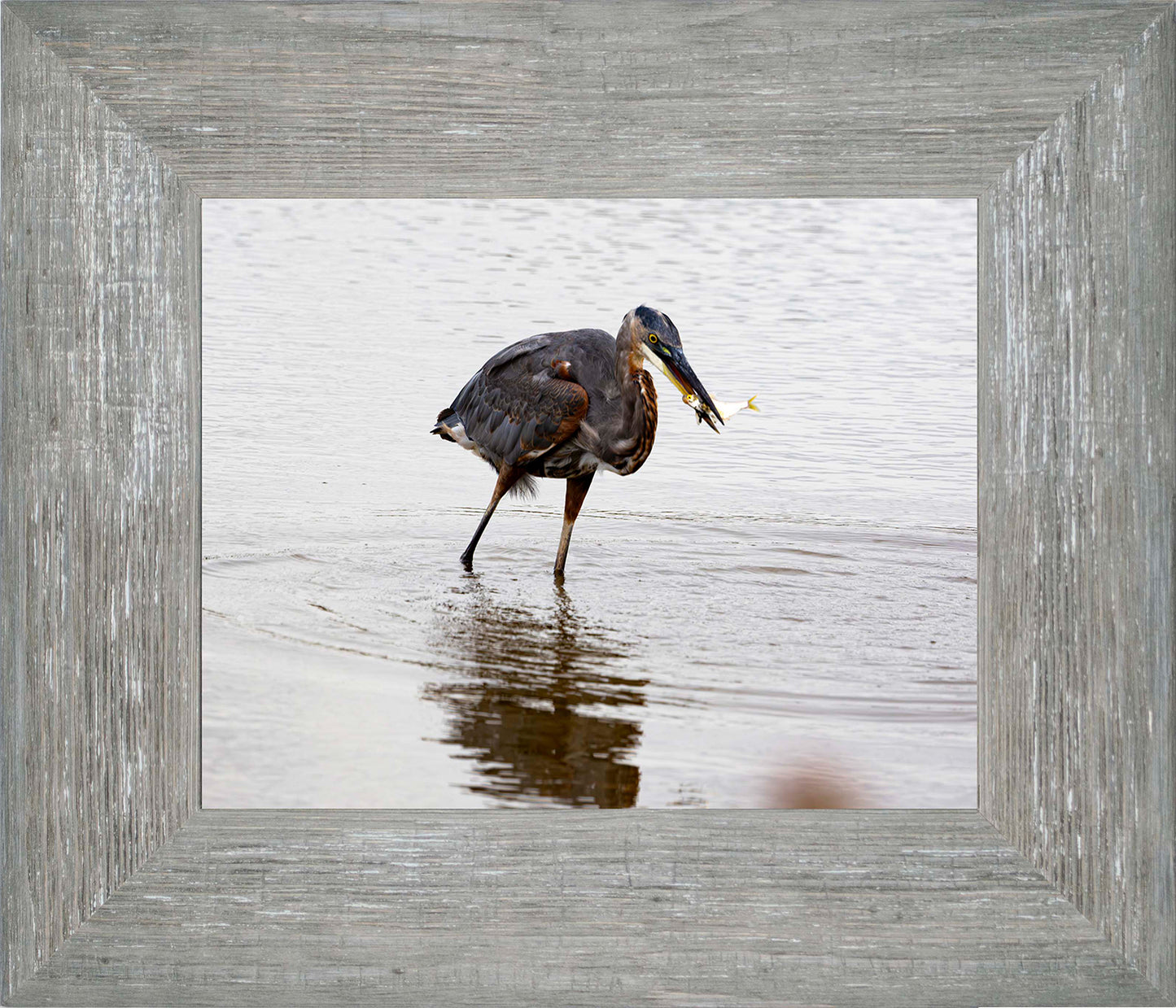 Small Catch at Blackwater -- Digital Print