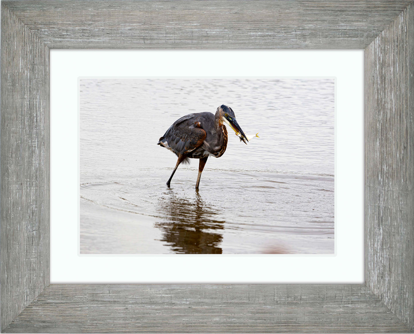 Small Catch at Blackwater -- Digital Print
