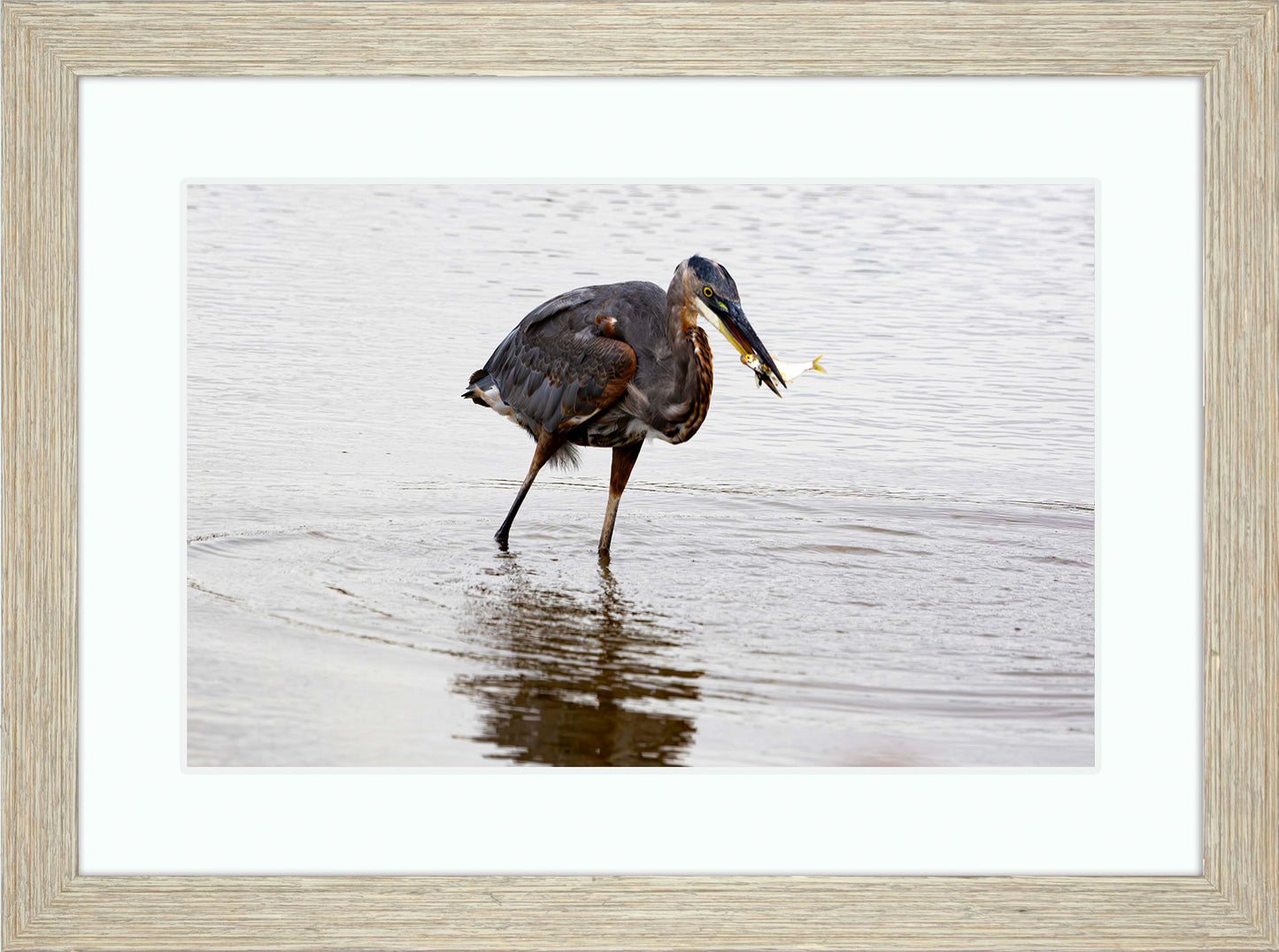 Small Catch at Blackwater -- Digital Print