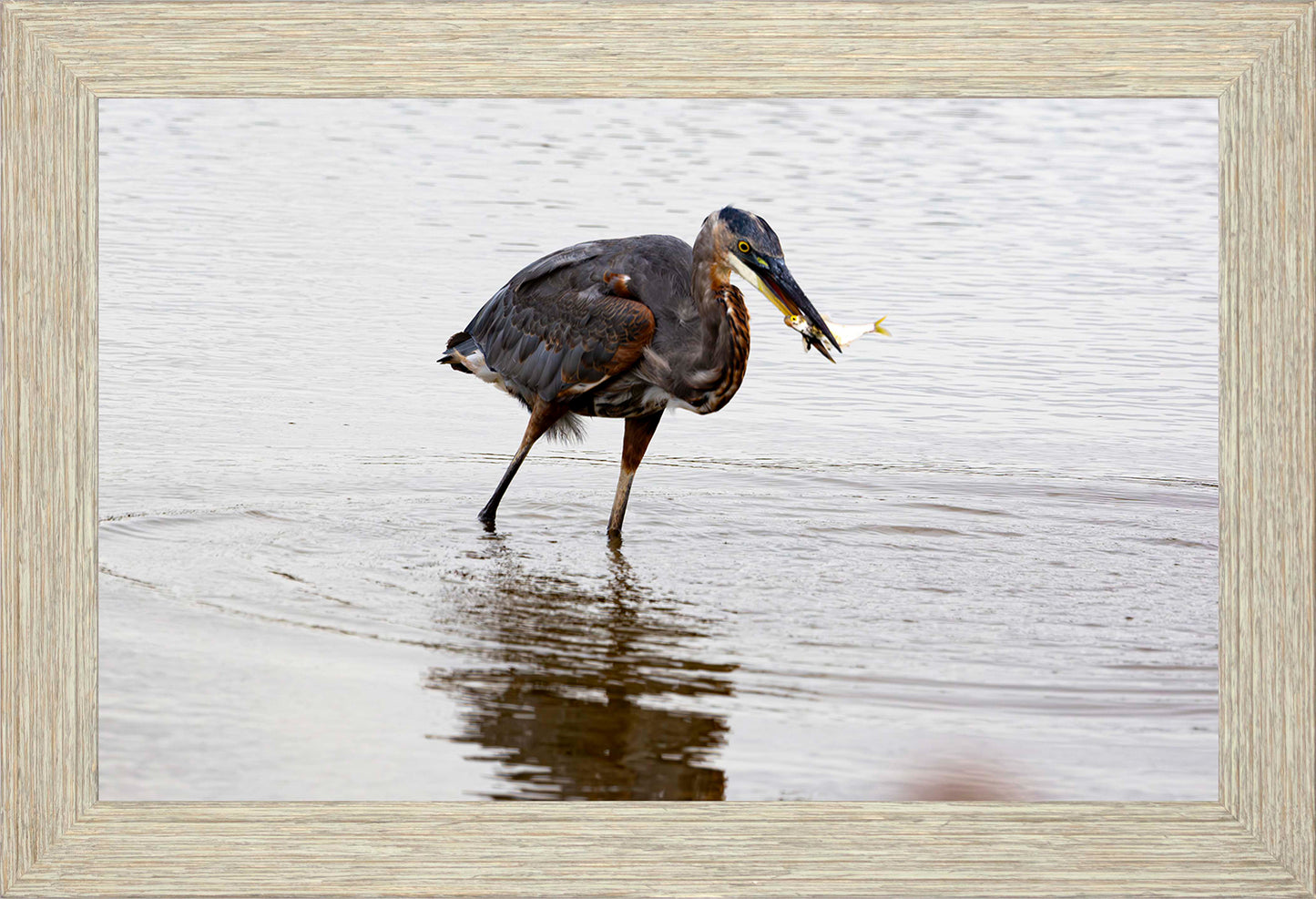Small Catch at Blackwater -- Digital Print