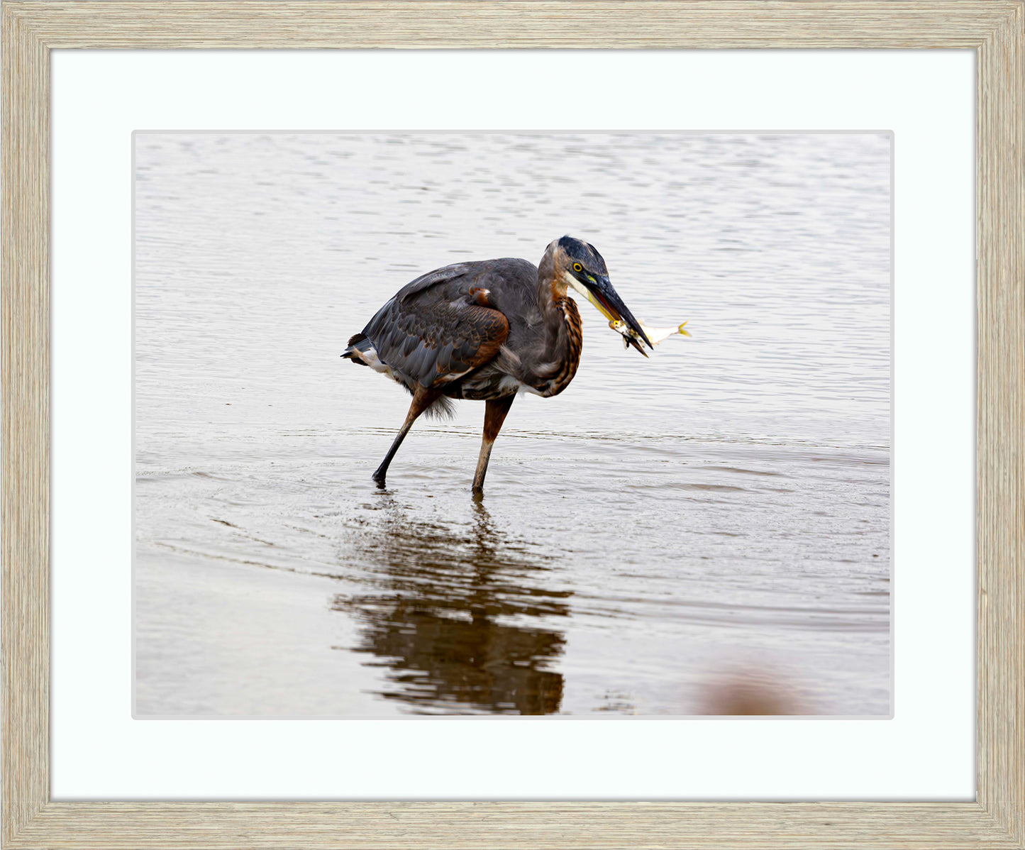 Small Catch at Blackwater -- Digital Print