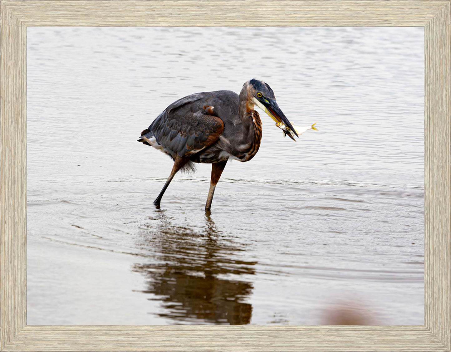 Small Catch at Blackwater -- Digital Print