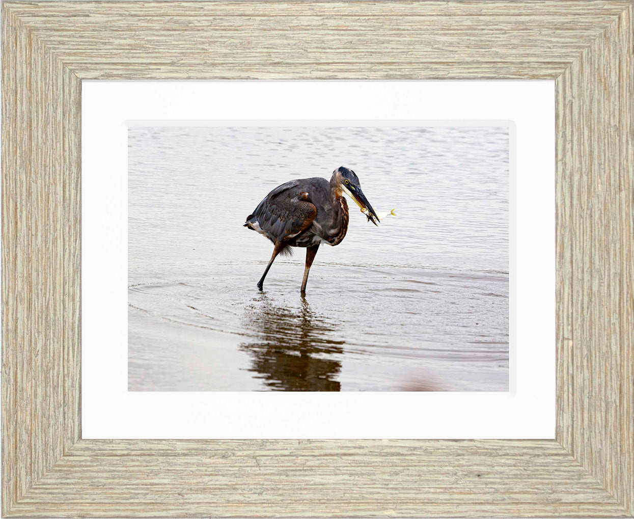 Small Catch at Blackwater -- Digital Print