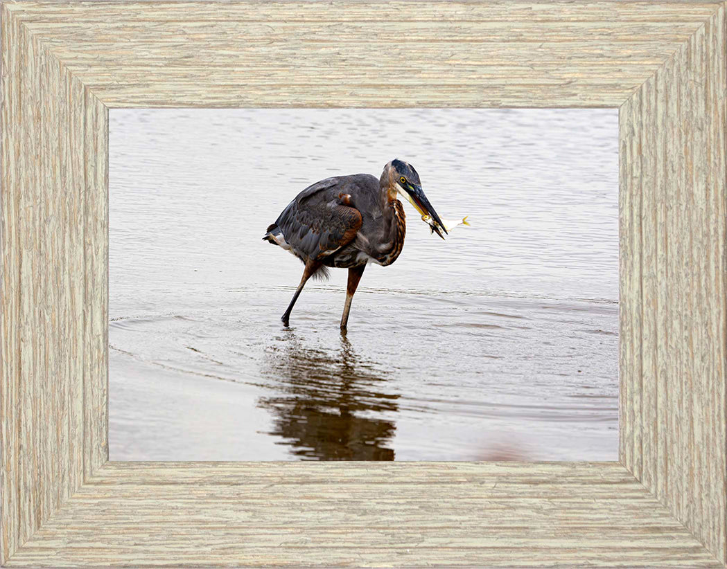 Small Catch at Blackwater -- Digital Print