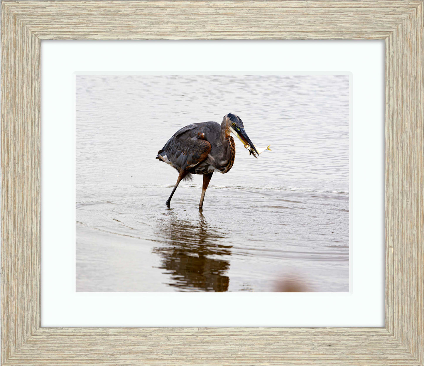 Small Catch at Blackwater -- Digital Print