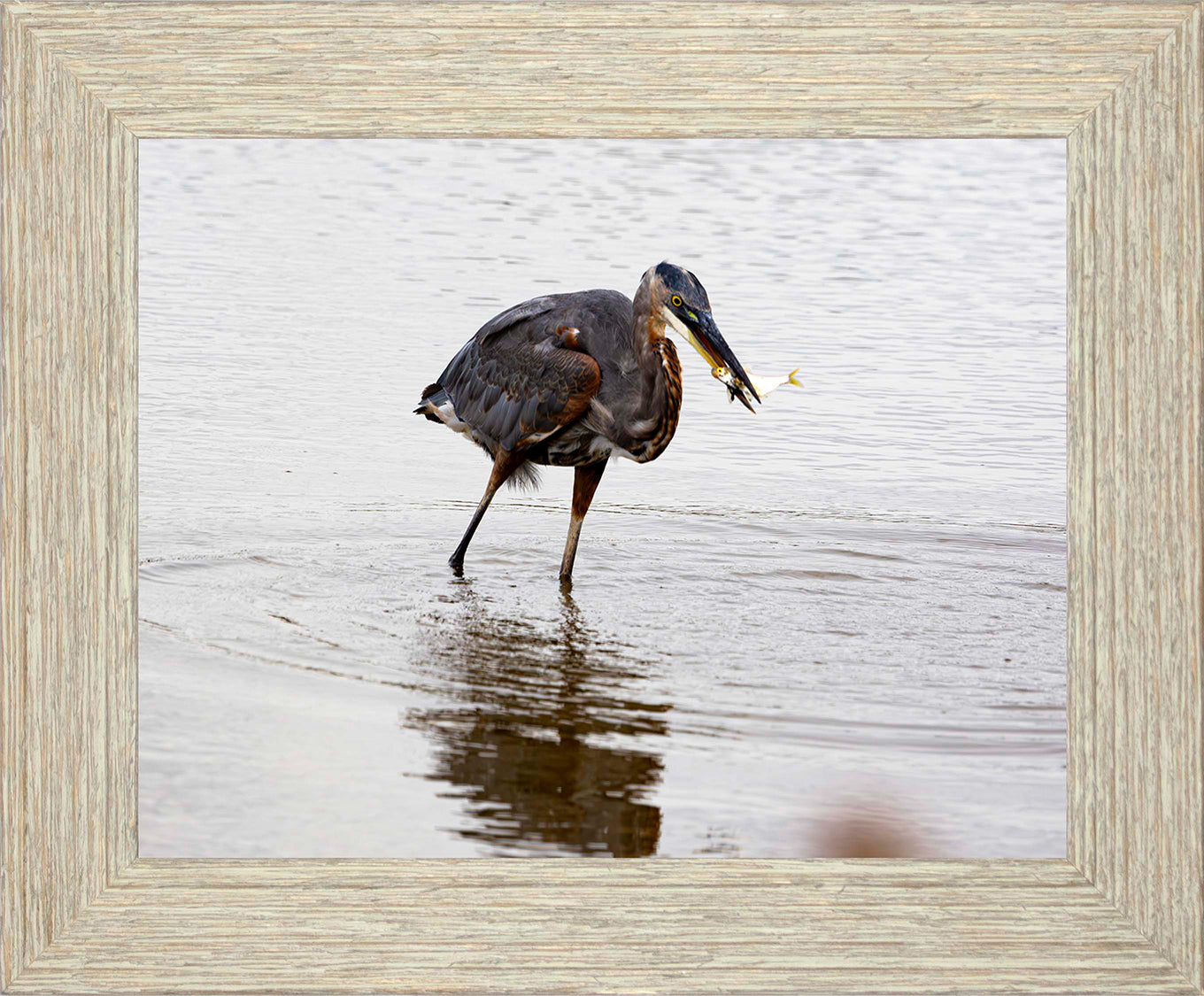 Small Catch at Blackwater -- Digital Print