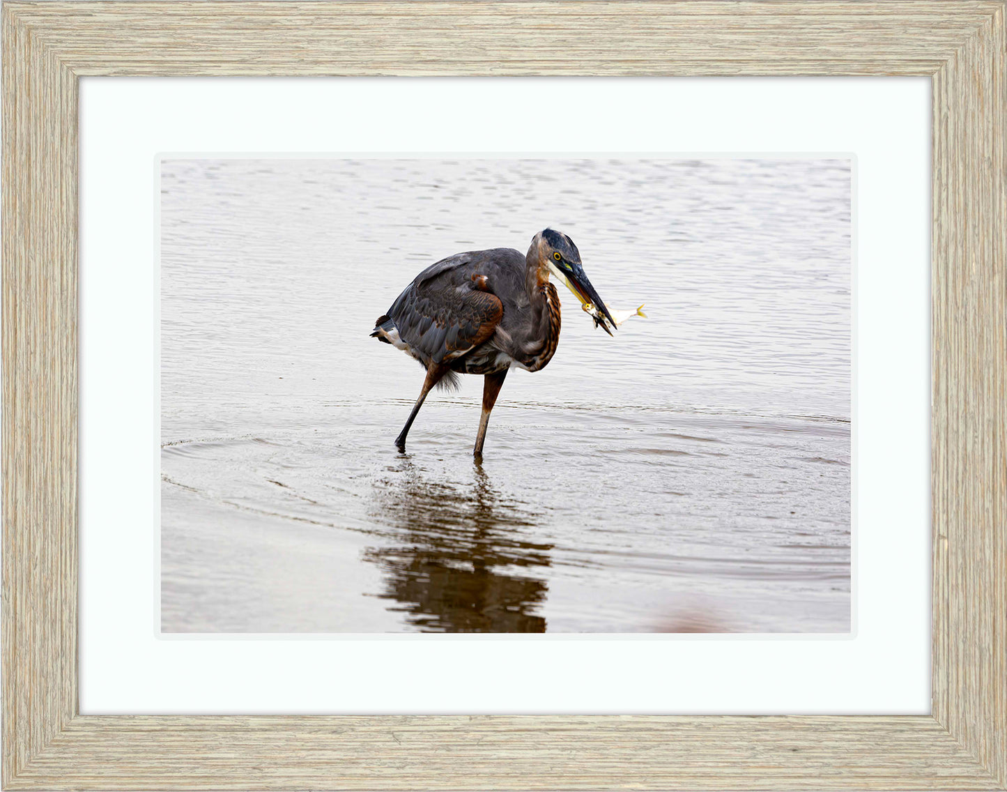 Small Catch at Blackwater -- Digital Print