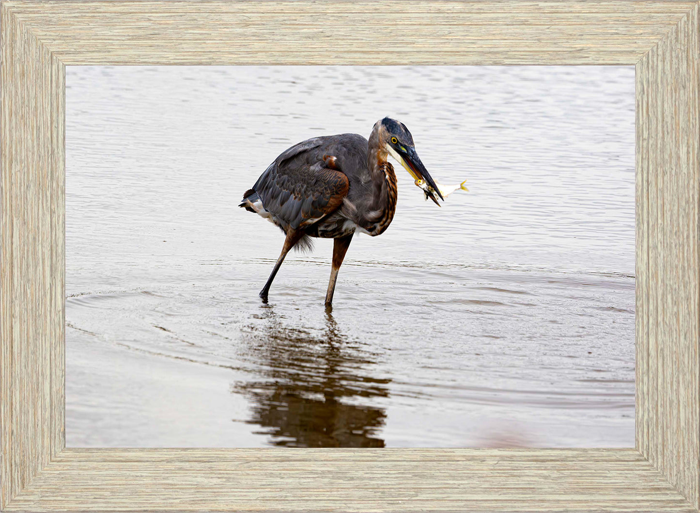 Small Catch at Blackwater -- Digital Print