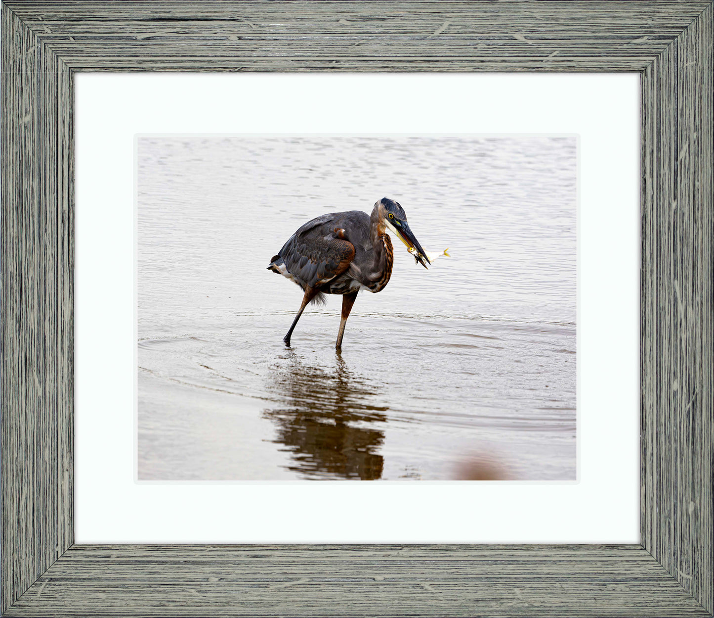 Small Catch at Blackwater -- Digital Print