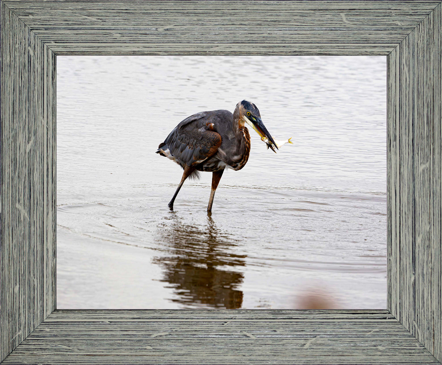 Small Catch at Blackwater -- Digital Print