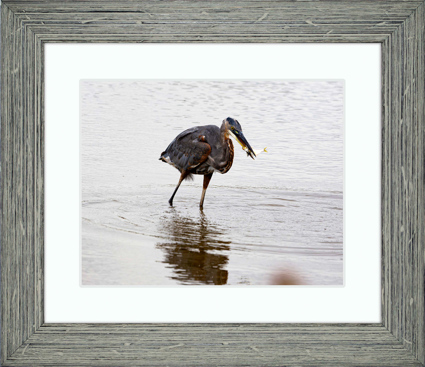 Small Catch at Blackwater -- Digital Print
