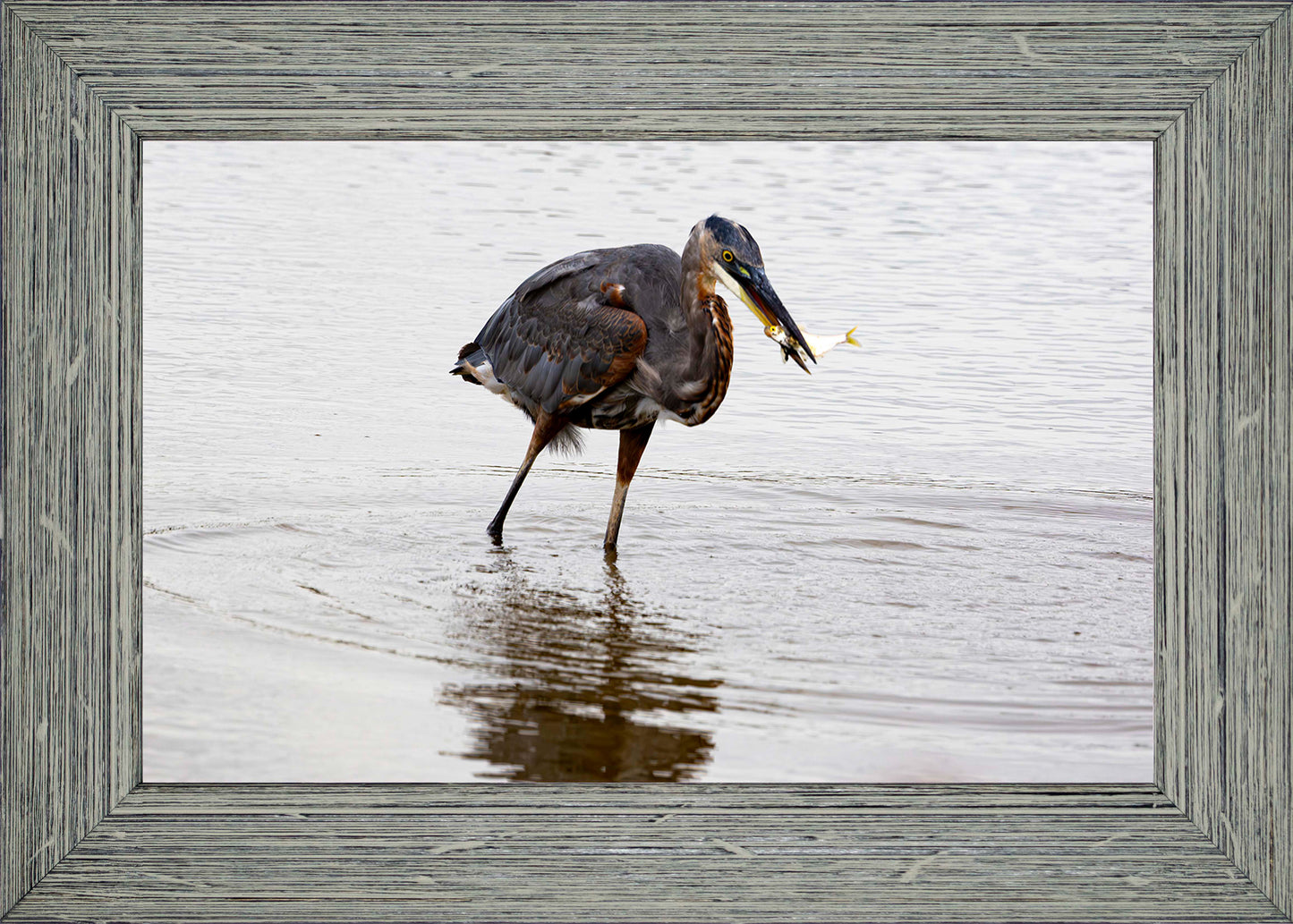 Small Catch at Blackwater -- Digital Print