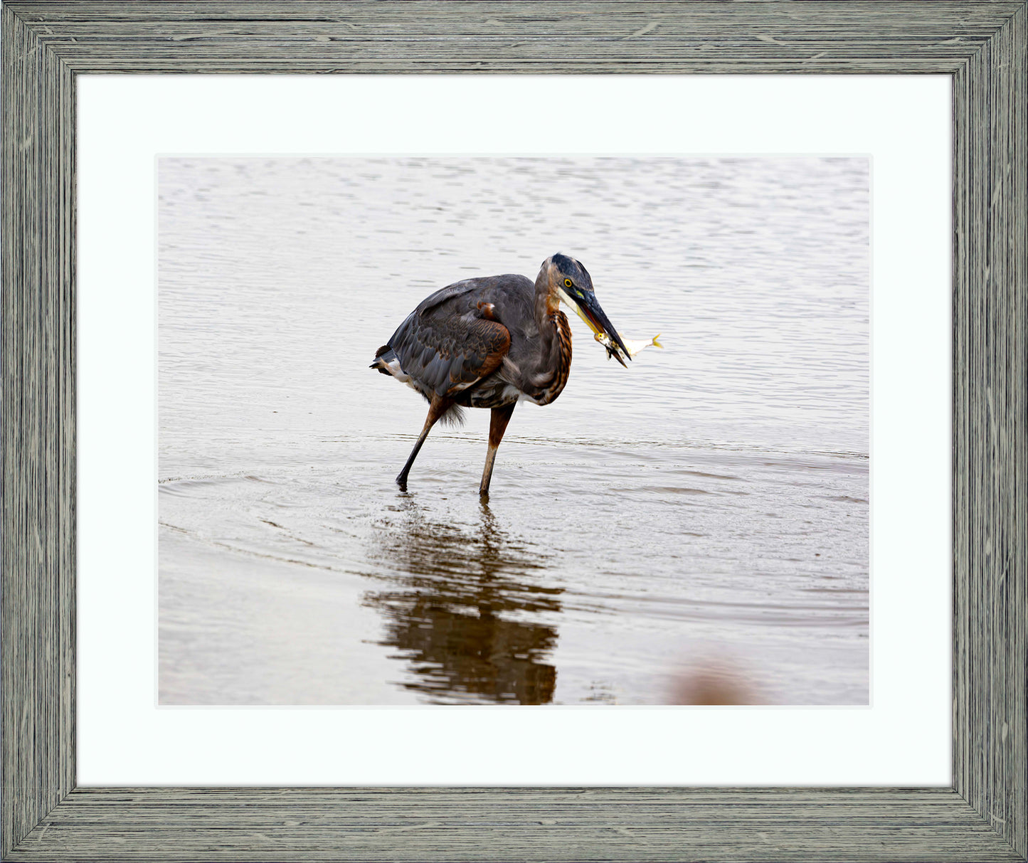 Small Catch at Blackwater -- Digital Print