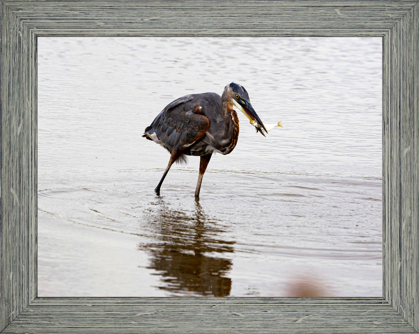 Small Catch at Blackwater -- Digital Print