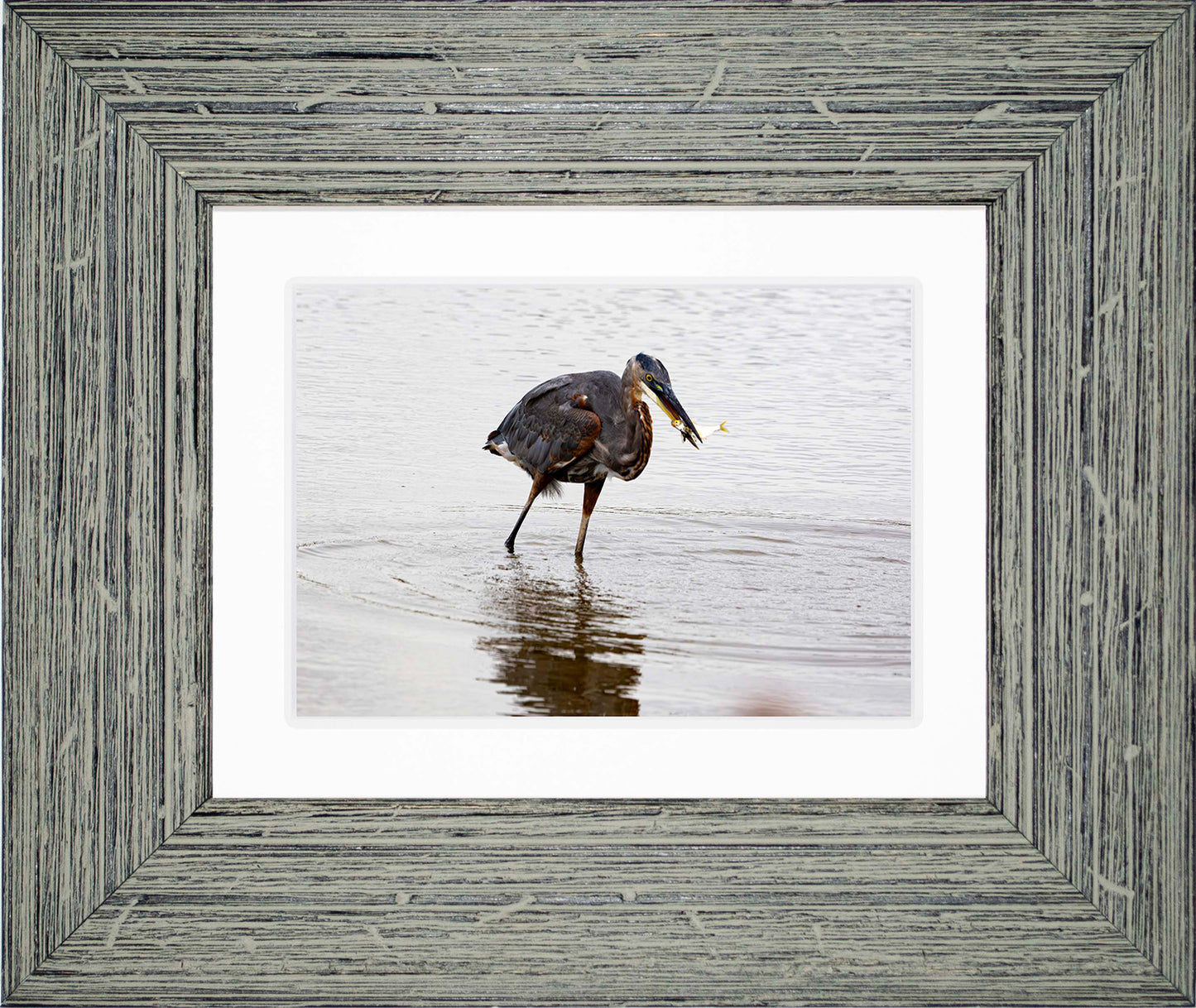 Small Catch at Blackwater -- Digital Print