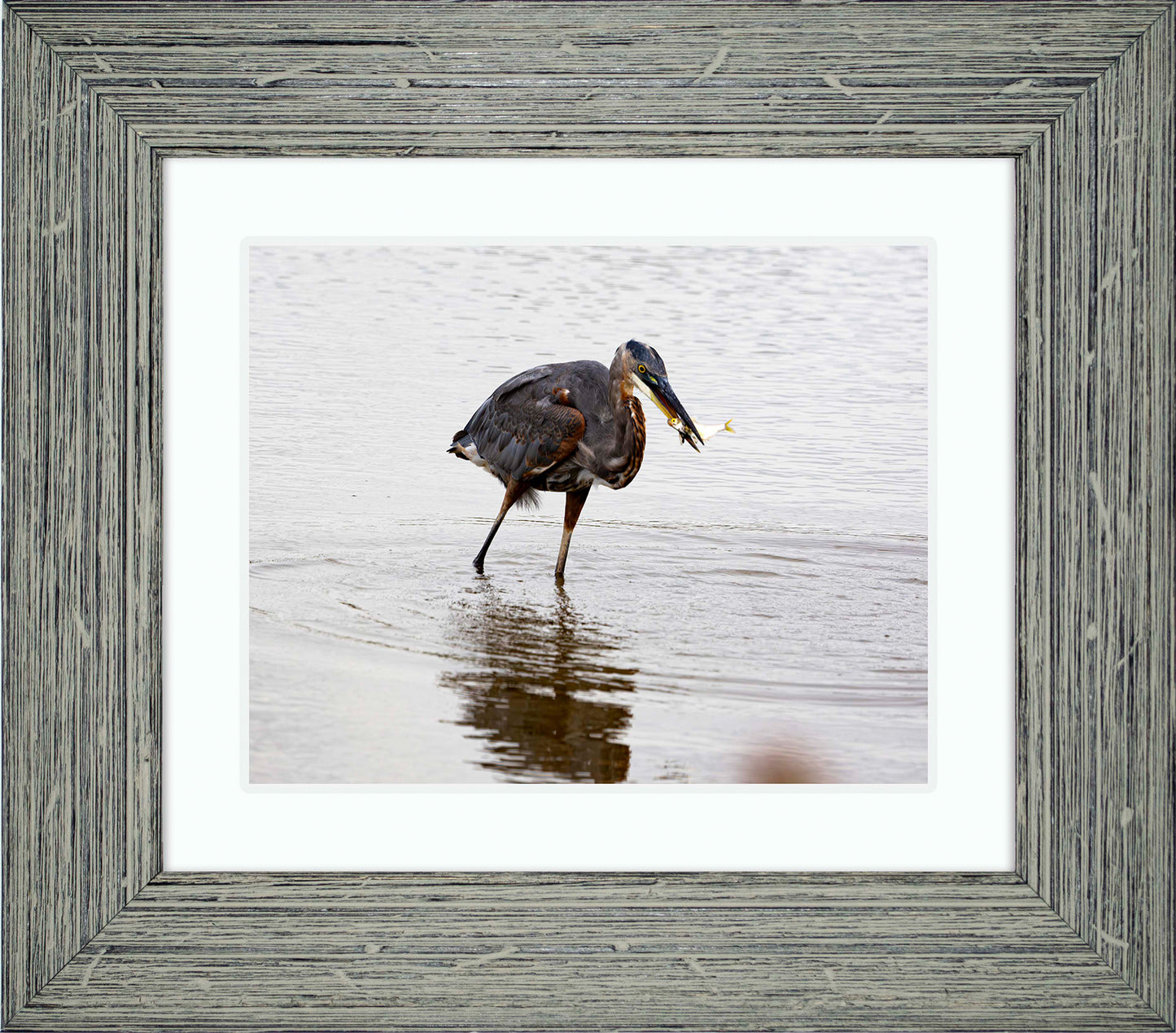 Small Catch at Blackwater -- Digital Print