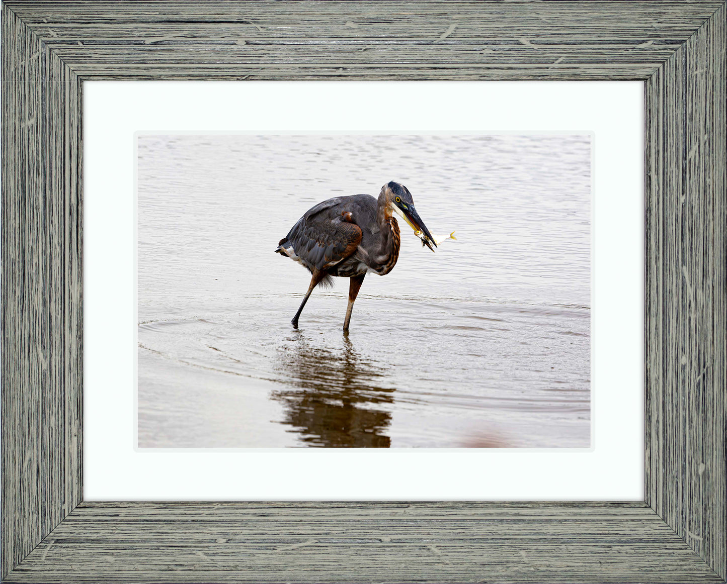 Small Catch at Blackwater -- Digital Print