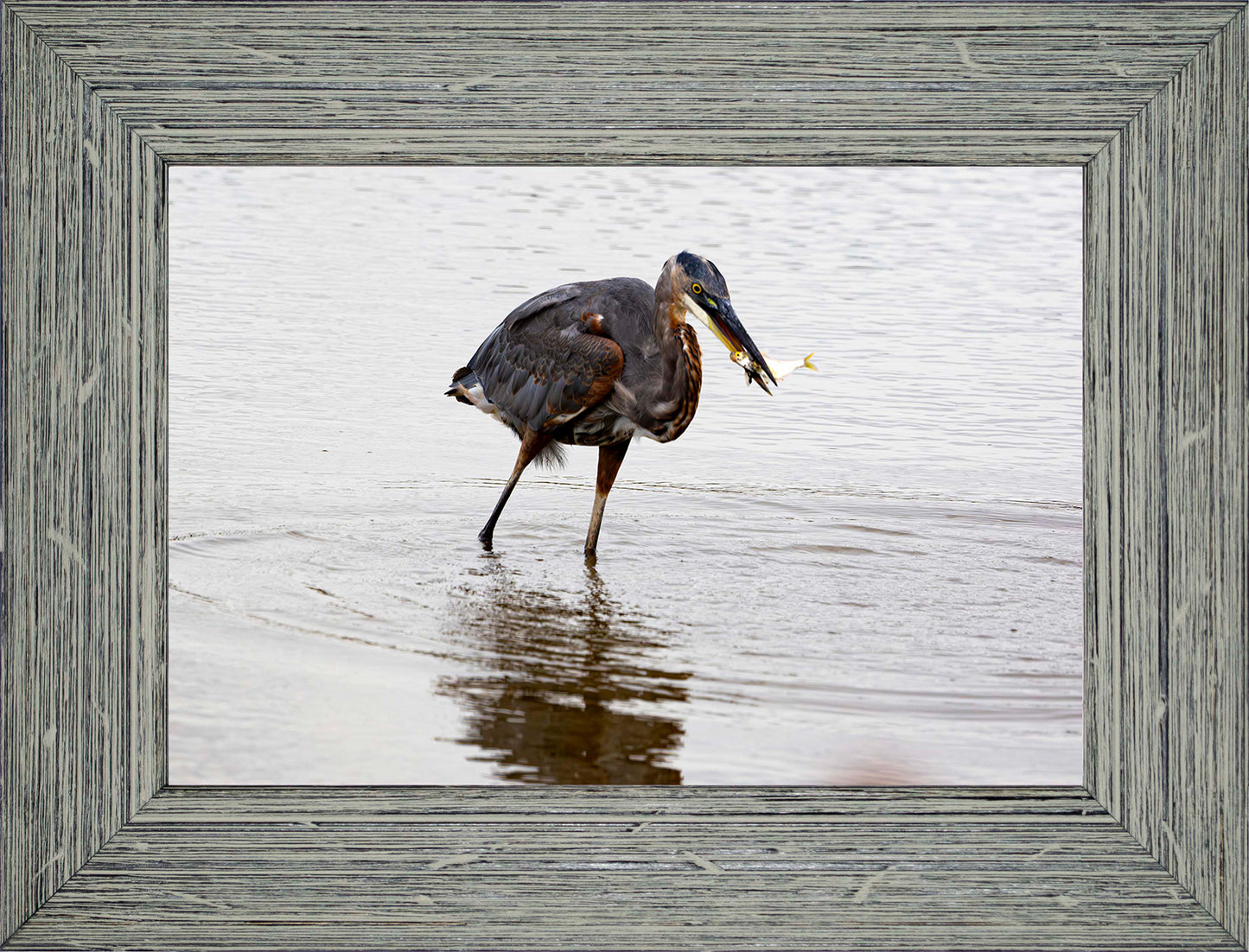 Small Catch at Blackwater -- Digital Print