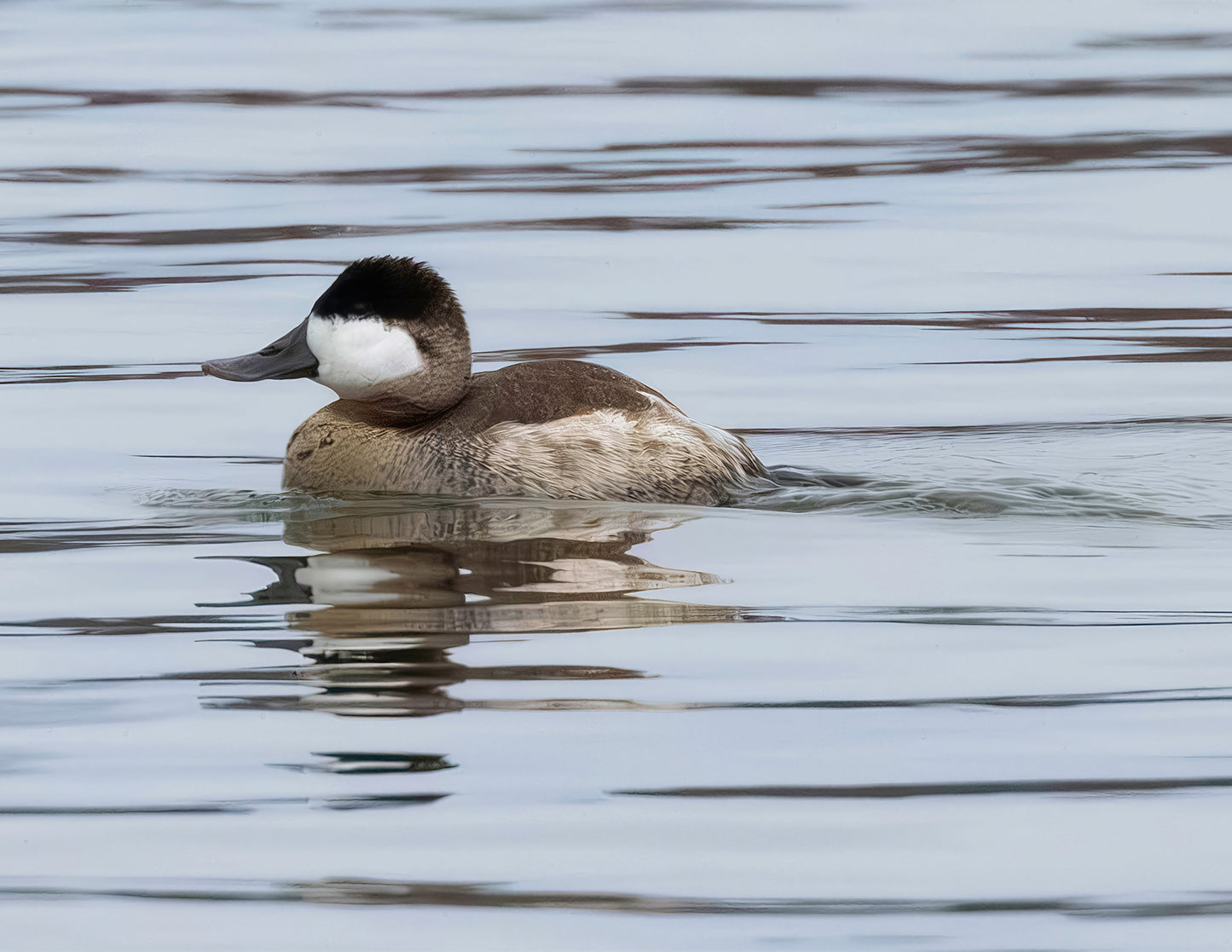 Solo Ruddy Drake #1