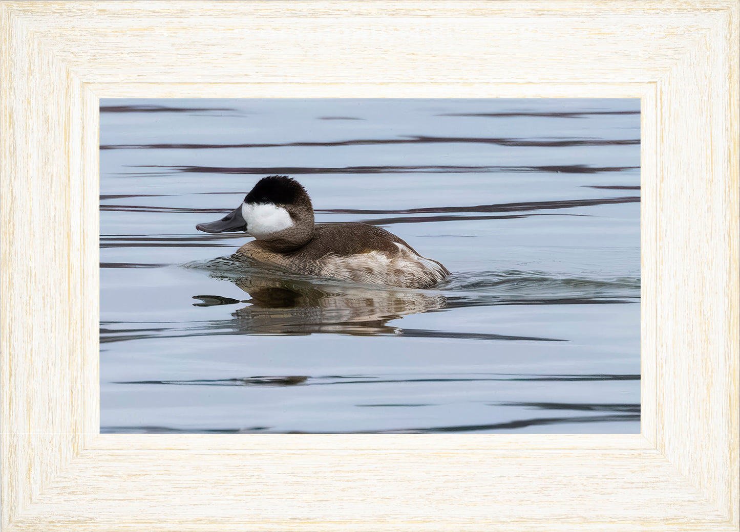 Solo Ruddy Drake #2