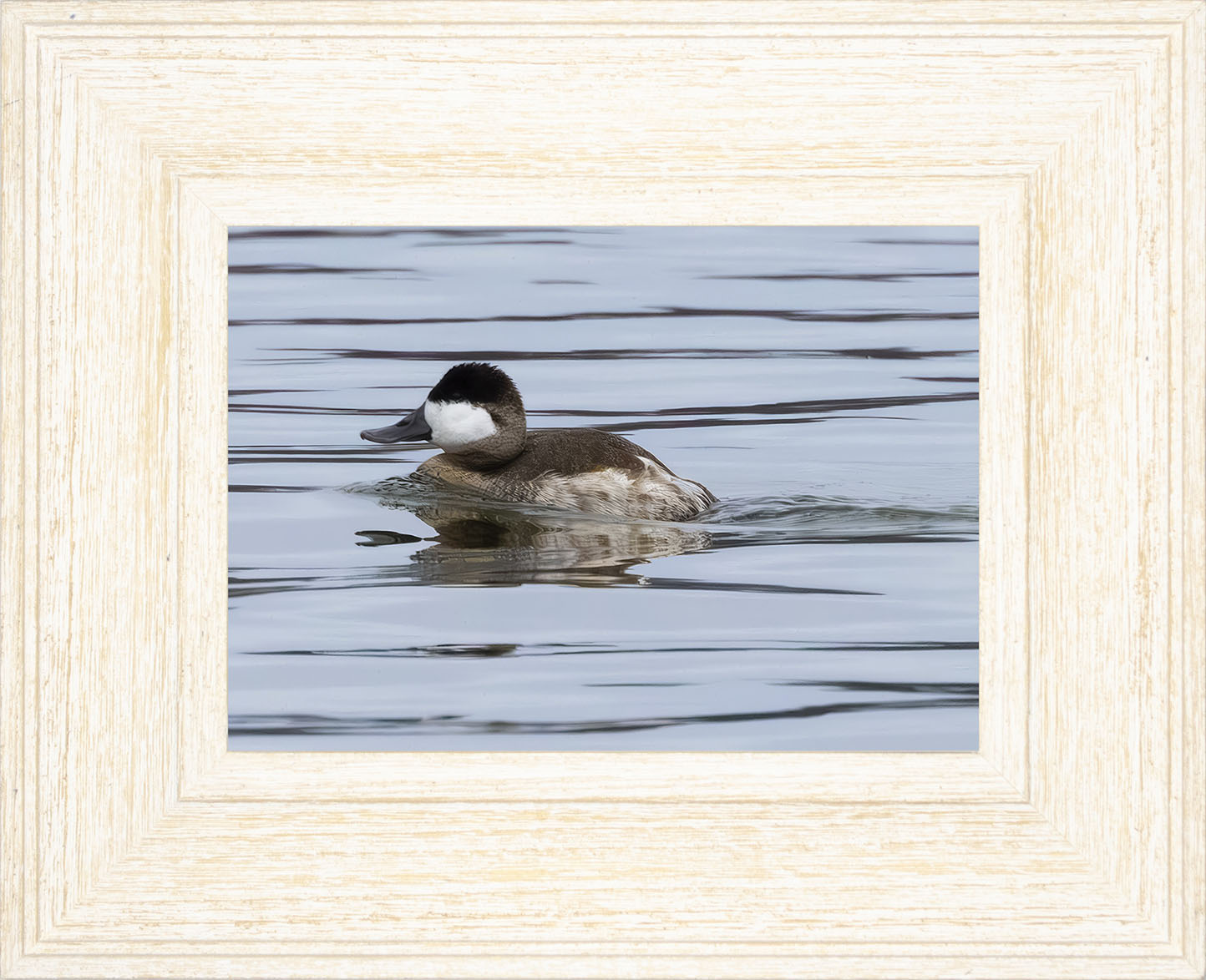 Solo Ruddy Drake #2