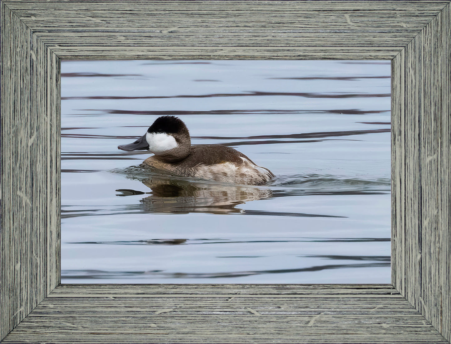 Solo Ruddy Drake #2