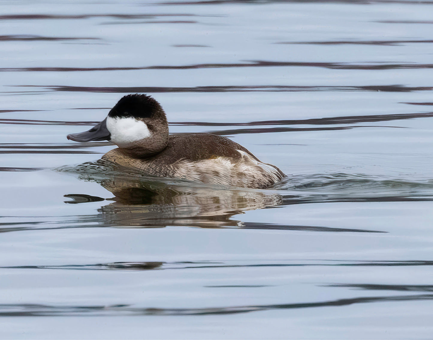 Solo Ruddy Drake #2