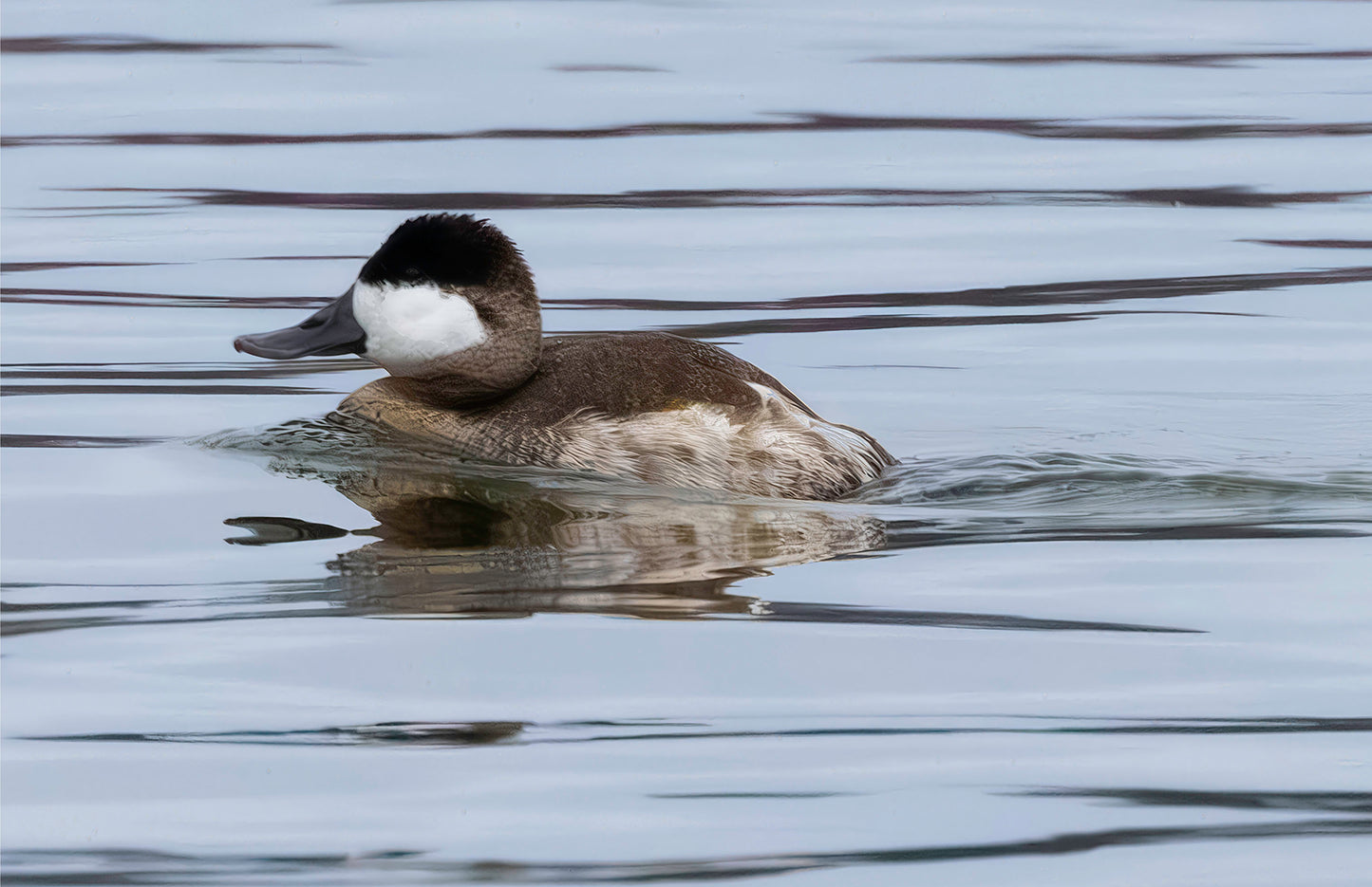 Solo Ruddy Drake #2