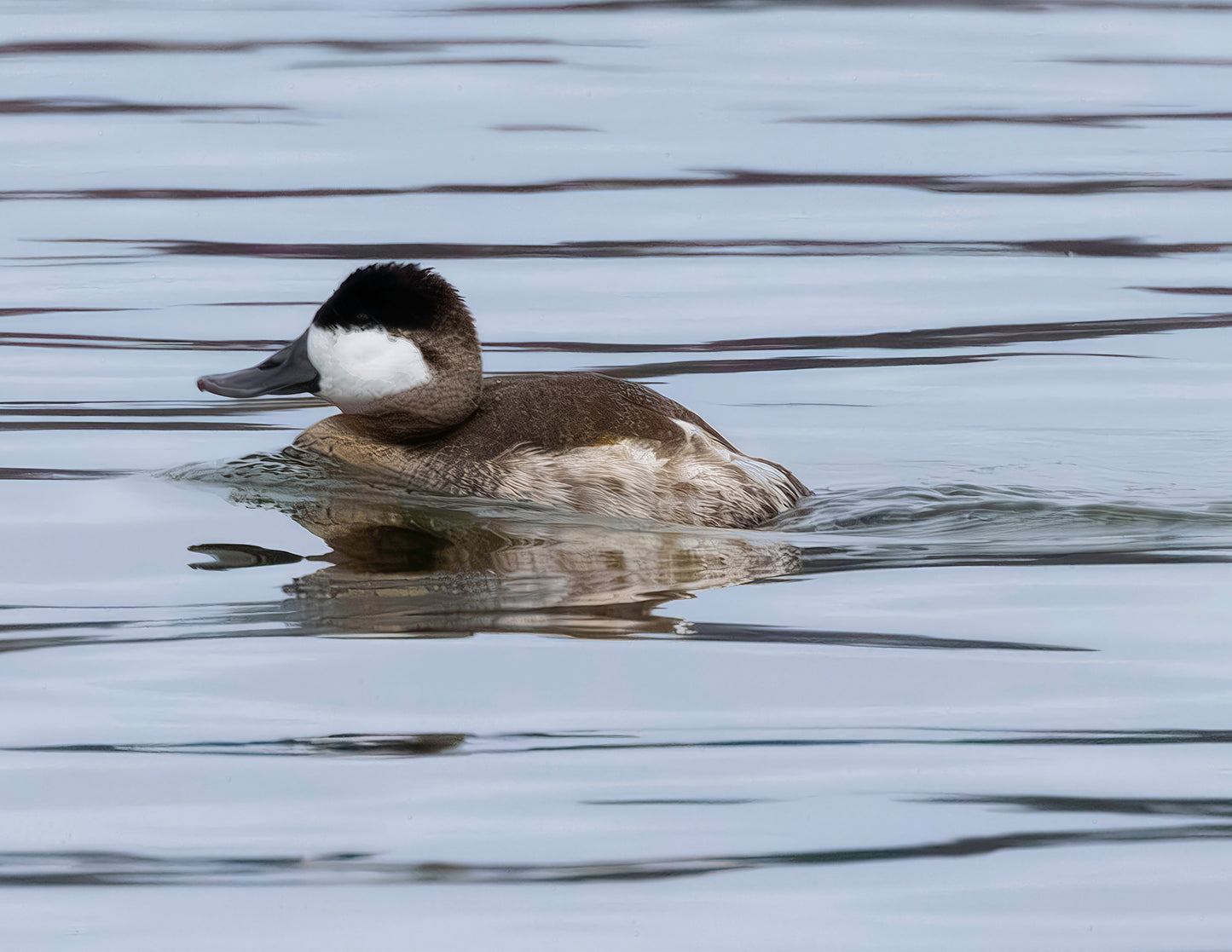 Solo Ruddy Drake #2