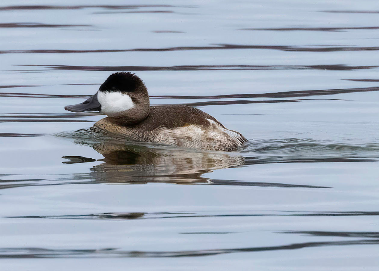 Solo Ruddy Drake #2