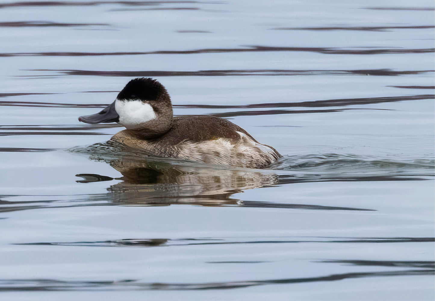 Solo Ruddy Drake #2