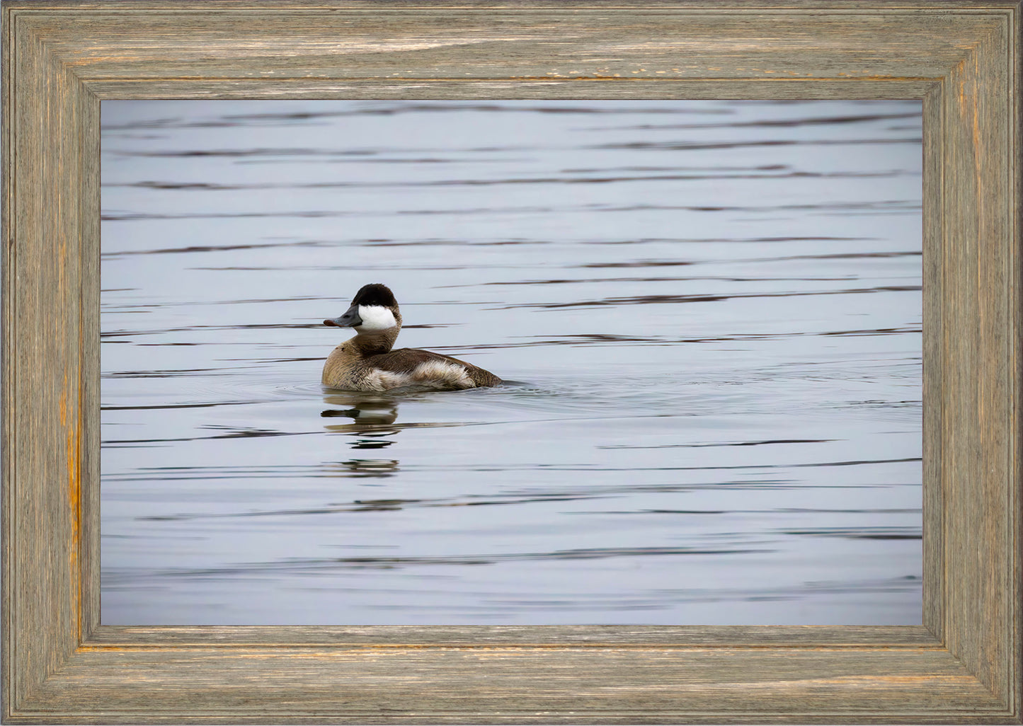 Solo Ruddy Drake #3