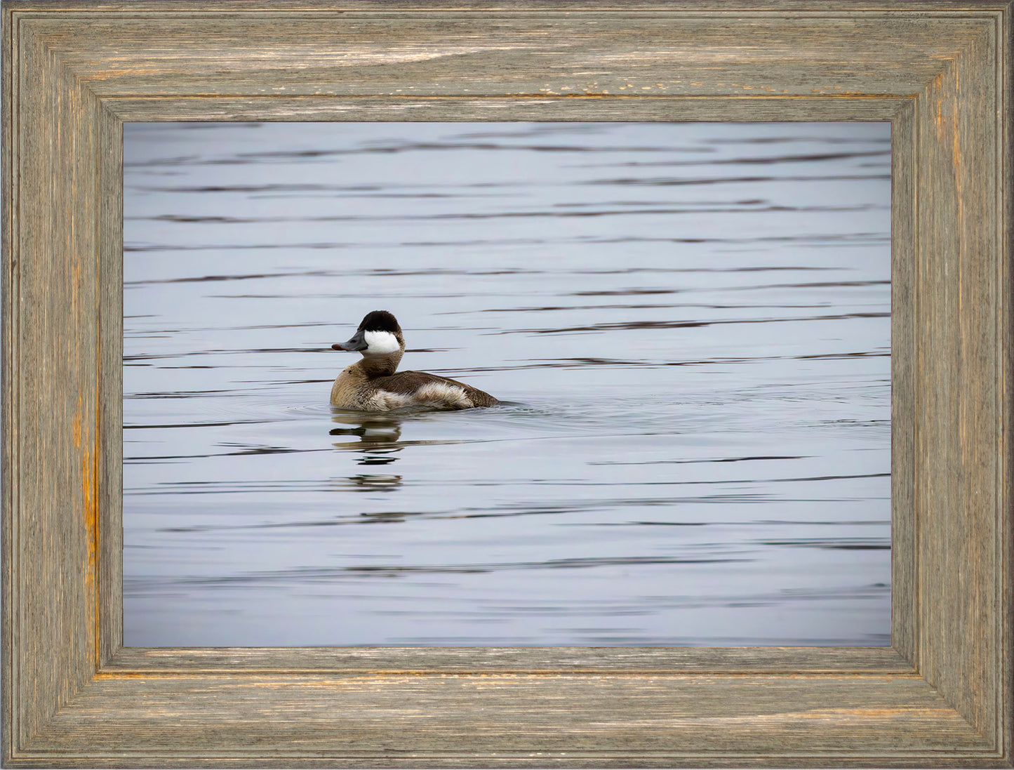 Solo Ruddy Drake #3