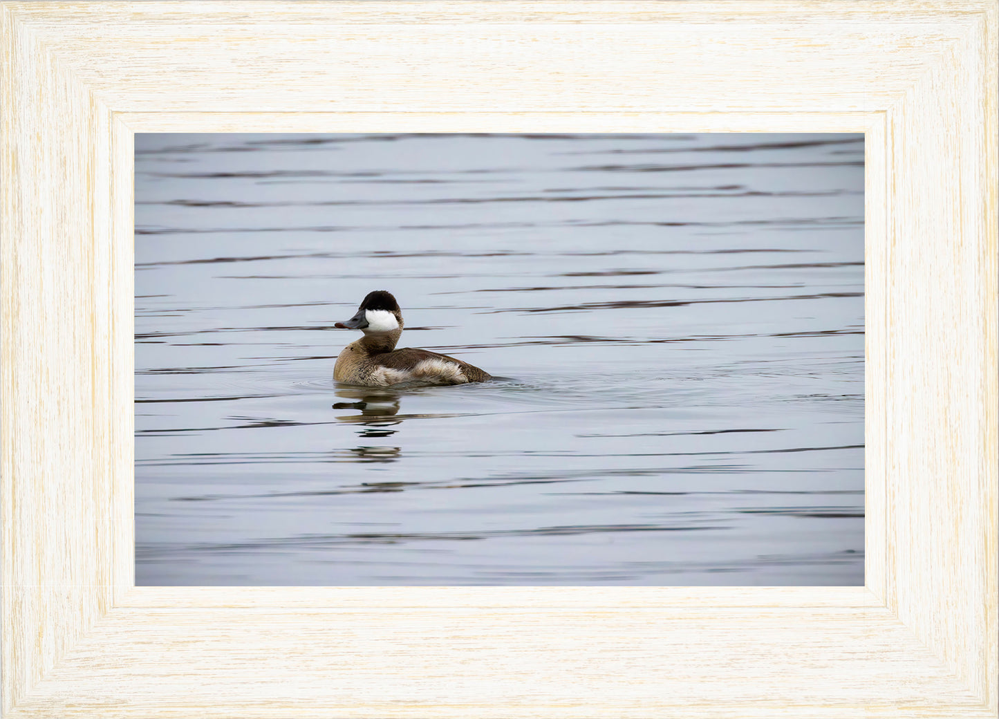 Solo Ruddy Drake #3