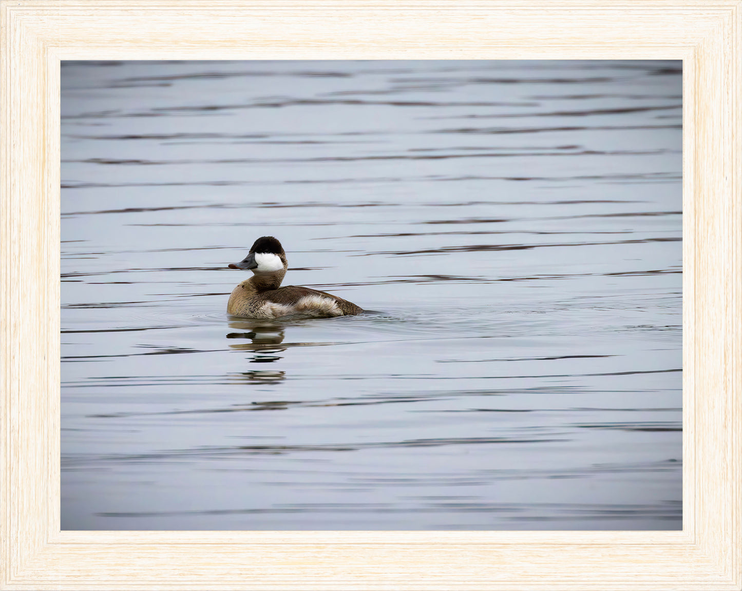 Solo Ruddy Drake #3