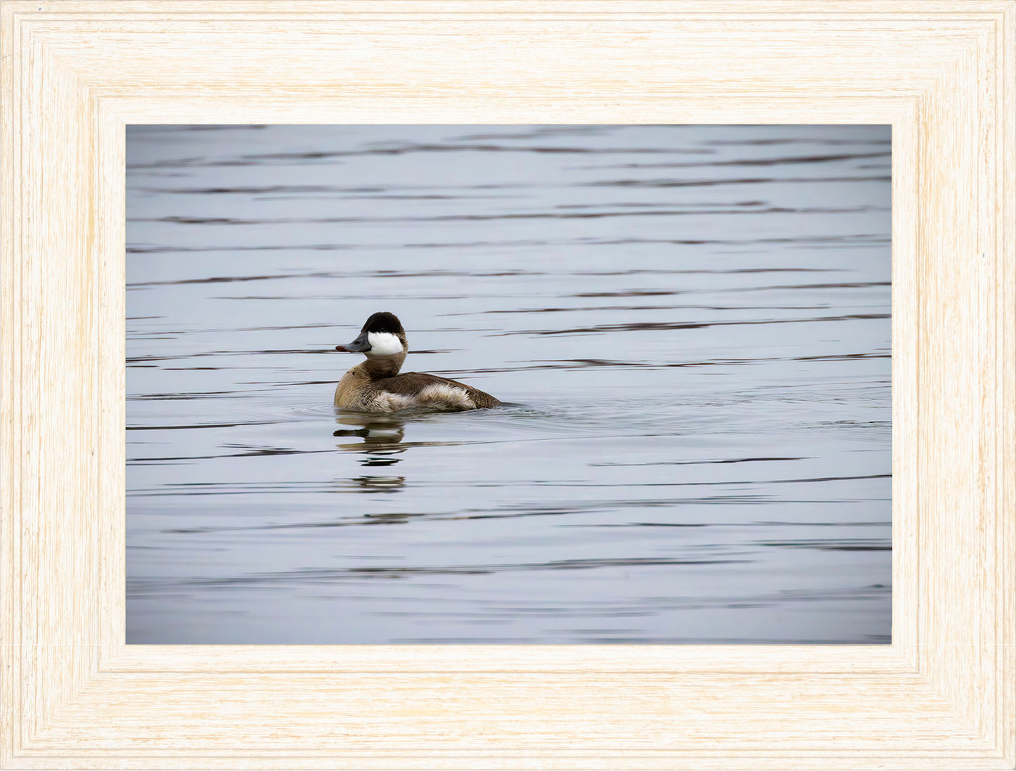 Solo Ruddy Drake #3