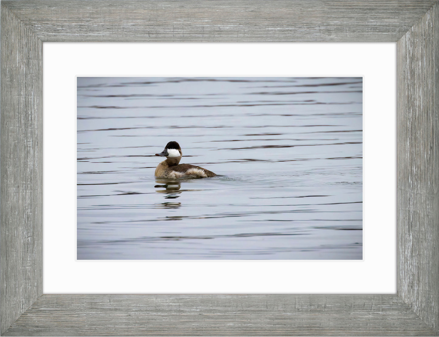 Solo Ruddy Drake #3