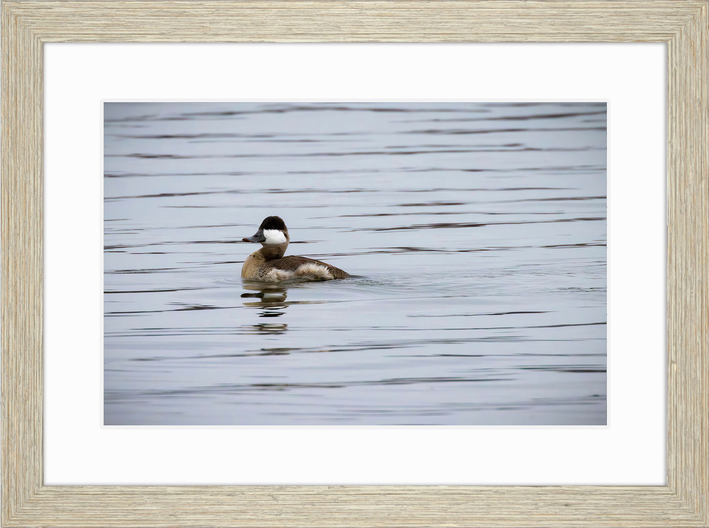 Solo Ruddy Drake #3