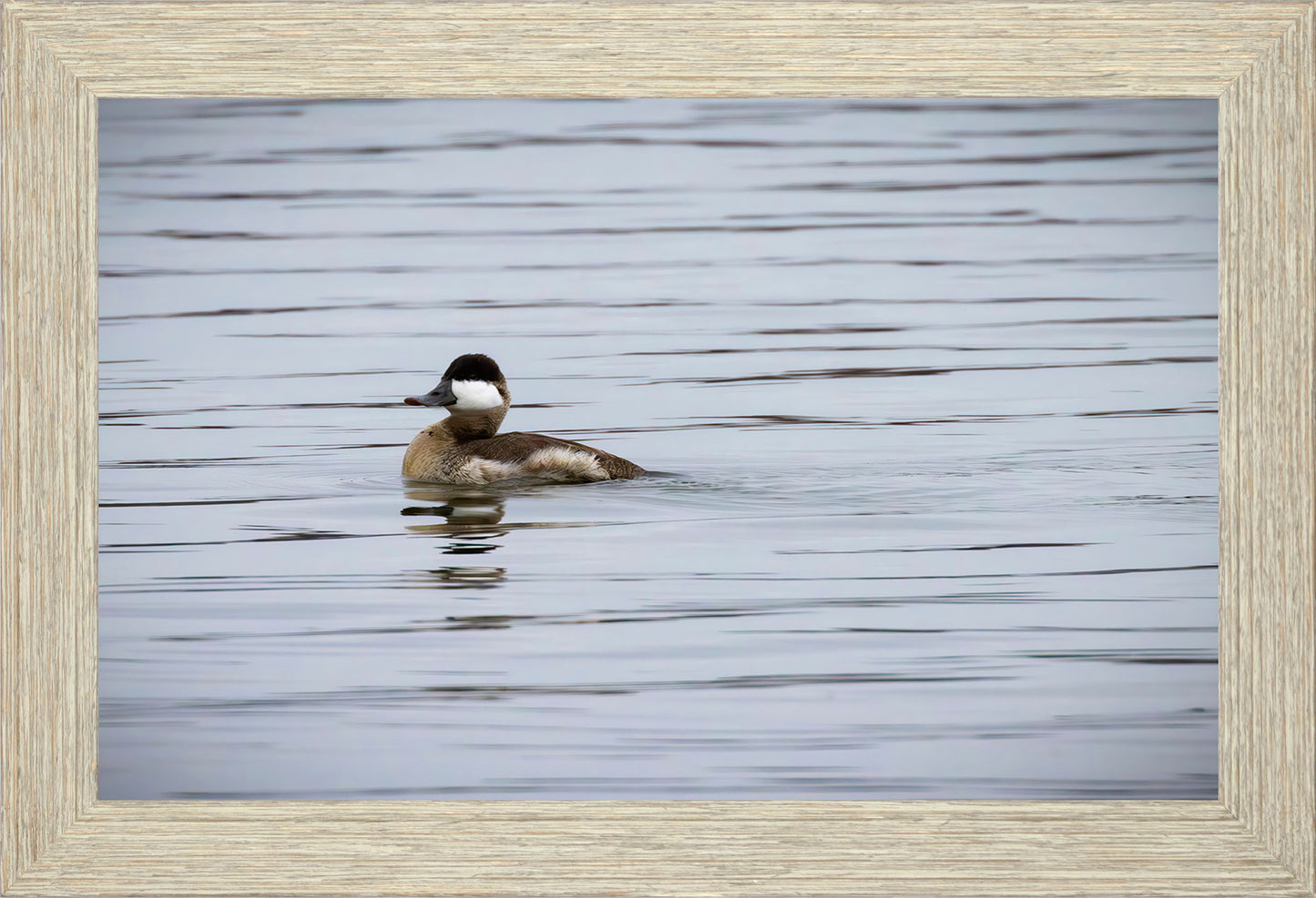 Solo Ruddy Drake #3