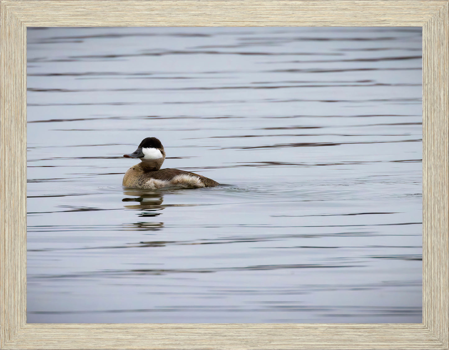 Solo Ruddy Drake #3